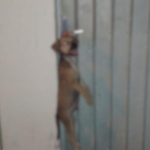 Cachorro é encontrado enforcado e pendurado no portão de uma casa em Itapema