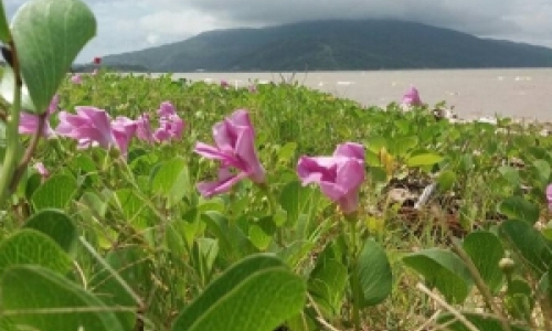 Mobilização é organizada para a limpeza da praia de Tijucas