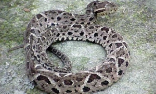 Homem é picado por cobra venenosa próximo a sua casa no bairro Colônia