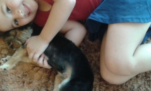Família procura por cachorro da raça Yorkshire que fugiu de casa 