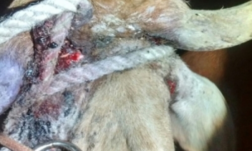 Farristas são detidos após flagrantes de farra do boi na região