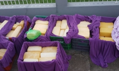 Cerca de 200kg de queijo vendidos ilegalmente são apreendidos pela Cidasc 