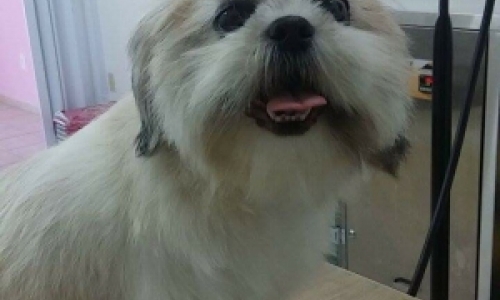 Criminosos fazem a limpa em residência e levam até cachorro