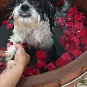 Pet shop terá hospedagem com direito a banho de ofurô