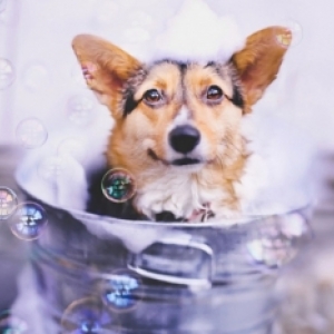 Morador de Tijucas ganha quatro meses de banho pet em promoção