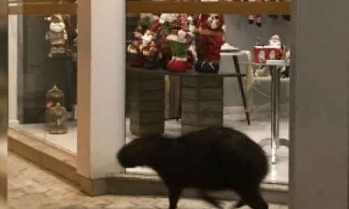 Capivara é flagrada caminhando tranquilamente pelas ruas de Tijucas