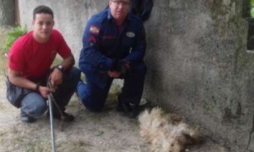 Bombeiros de Tijucas resgatam cachorro preso em cerca de arame farpado