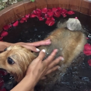 Pet shop traz inovações para relaxar cães e amenizar problemas de saúde 