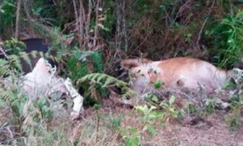 Com as fortes tempestades na região, animais morrem atingidos por raio