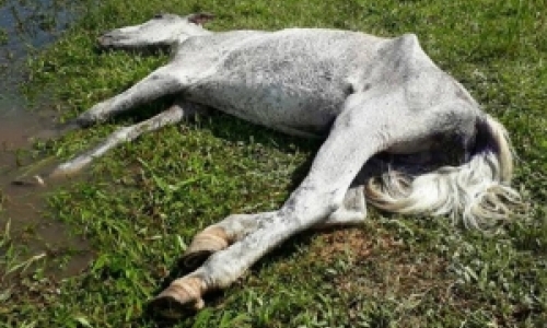 Vítima de abandono e maus tratos, cavalo abandonado não resiste