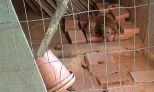 Cerca de 30 cães que viviam em situação de maus-tratos são resgatados 