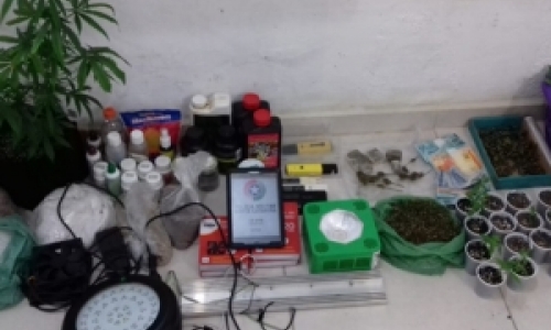 Plantação de maconha e material para o plantio são encontrados em residência 