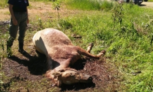 Cavalo é encontrado morto com sinais de esfaqueamento no pescoço