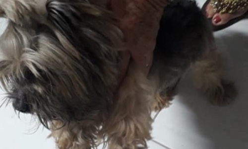 Cachorro levado em furto morre e há suspeita de ter sido estuprado 