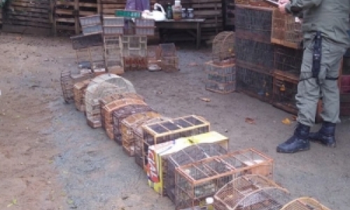 Polícia Militar e GOR resgatam cerca de 40 pássaros silvestres em cativeiro clandestino