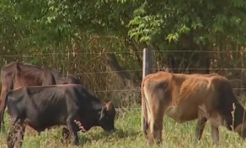 Cidasc alerta para foco de raiva bovina e torna obrigatória a vacinação de animais na região