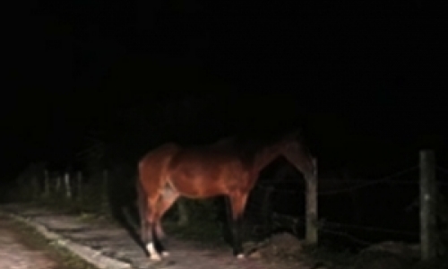 Cavalo solto em via corta frente de motociclista e provoca acidente