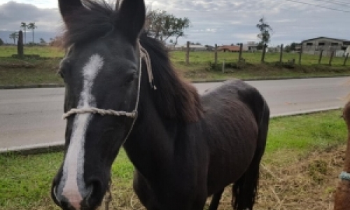 Grupo de Operações e Resgate oferece dois cavalos para doação consciente