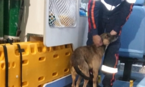 Cãozinho é encontrado tentando se esconder dentro de ambulância do Samu