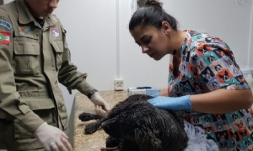 Cachorro morre ao ser atacado por três cães da raça pitbull soltos em rua