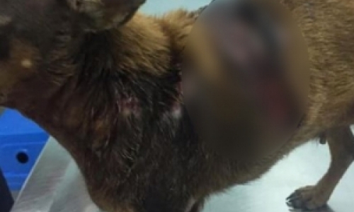 Animal brutalmente agredida por golpes de faca e espeto, não resiste aos ferimentos