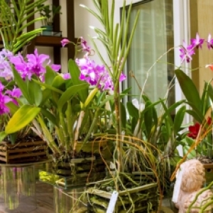 Mostra de orquídeas abre o mês da primavera no I Fashion Outlet SC