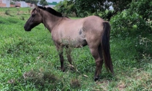 Cavalo invade via, bate e danifica carro; motorista espera ser ressarcida