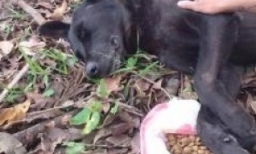 Cachorro parcialmente cego é abandonado em meio à BR-101