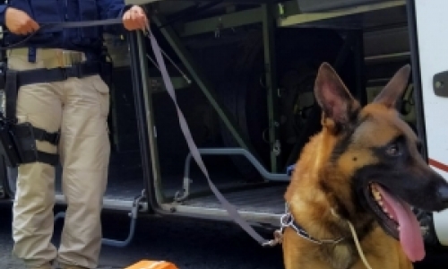 Cães farejadores participam de fiscalização em ônibus estrangeiros