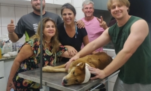 Depois de 8 meses, grupo consegue capturar cão com corda presa no pescoço