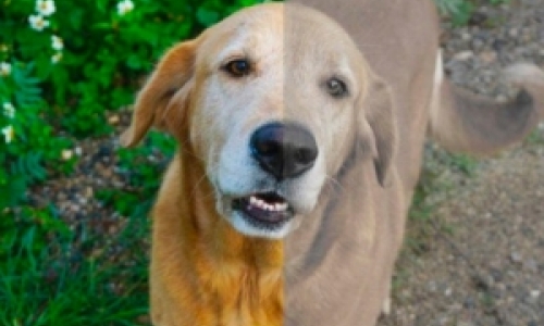 Cães veem em preto e branco? Saiba como a visão deles funciona