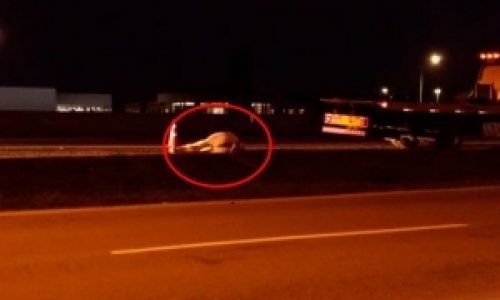 Cavalo invade pista da BR-101 e provoca acidente com caminhão