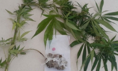 Drogas e plantação de maconha são encontradas em quitinete 