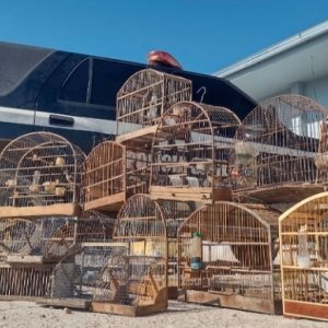 Denúncia de maus-tratos leva a apreensão de 21 aves silvestres em Tijucas