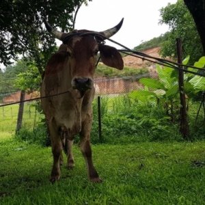 Fiscalização para evitar casos de farra do boi na região é realizada