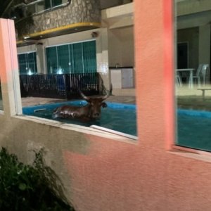 Durante farra do boi, animal invade residência e cai em piscina