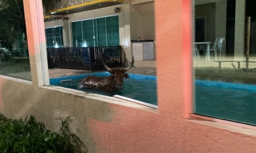 Durante farra do boi, animal invade residência e cai em piscina