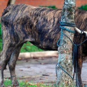 Operação busca combater prática ilegal de farra do boi comum nesta época do ano