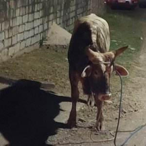 Animal com sinais de maus-tratos da Farra do Boi é capturado na região
