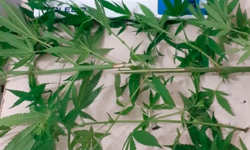 Adolescente é flagrado cultivando plantas de maconha em casa 