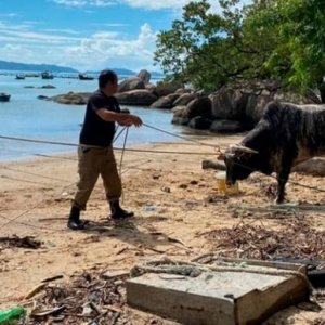 Tradição criminosa; animal usado em farra do boi é resgatado