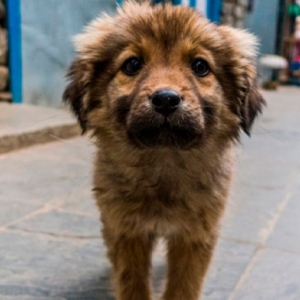 Projeto de universidade busca arrecadar rações para animais resgatados