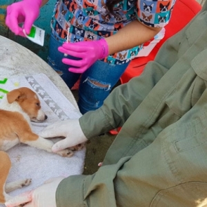 Grupo de Operações e Resgate explica sobre devolverem animais às ruas