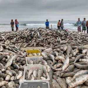 Temporada de pesca da tainha terá início no primeiro dia de maio