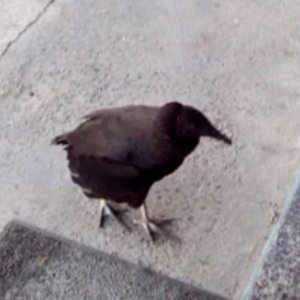 VÍDEO: 