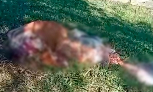 Vaca prenha é furtada de pasto e encontrada esquartejada