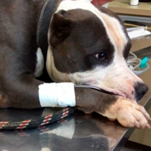 Dois casos de envenenamento de cães são registrados em rua de Tijucas