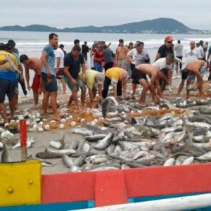 Safra da Tainha começa neste sábado; confira as regras para os arrastos