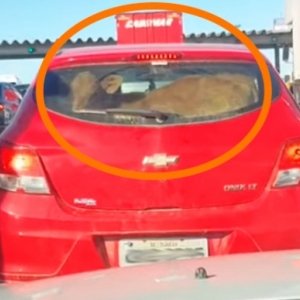 CURIOSO: Bezerro é flagrado dentro de carro e imagens repercutem nas redes sociais