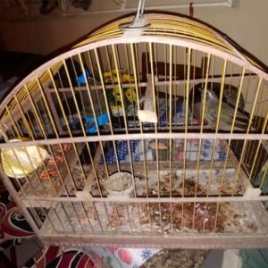 Pássaro silvestre proibido de ser mantido em cativeiro é apreendido
